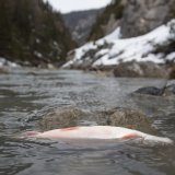 Les travaux préparatoires pour dépolluer le ruisseau Spöl, dans le Parc national suisse (GR), ont débuté après la contamination aux PCB de 2016 (archives). KEYSTONE/ARNO BALZARINI